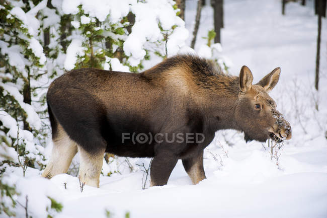 Moose calf browsing on buffaloberry twigs in snowy Jasper National Park, Alberta, Canada — Stock Photo