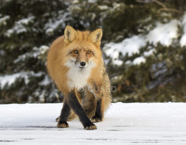 Erwachsene Rotfuchsjagd im verschneiten Wald. — Stockfoto