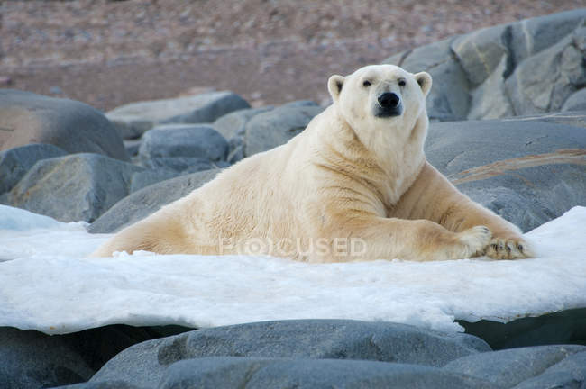Urso polar descansando no gelo, Arquipélago de Svalbard, Ártico norueguês — Fotografia de Stock