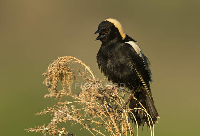 Masculino bobolink blackbird empoleirado no alto grama close-up — Fotografia de Stock