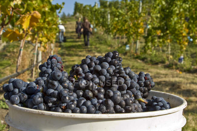 Cosechando uvas de pinot noir maduras en Meyer Family Vineyards, Okanagan Falls, Canadá . - foto de stock