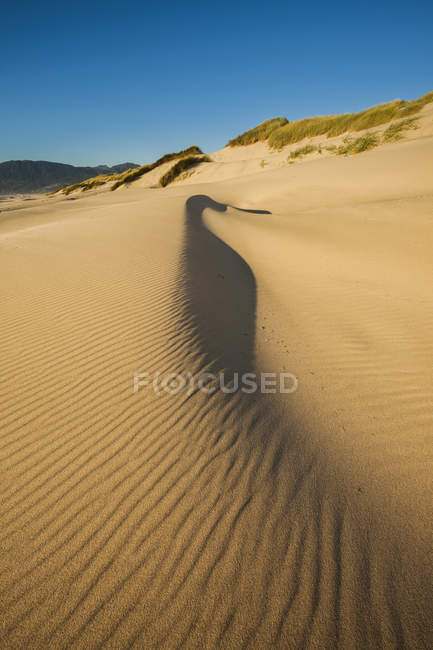 Sand dunes on beach at Nehalem Bay State Park, Oregon, USA — Stock Photo