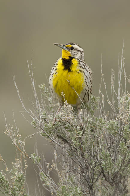 Western meadowlark perched on tree top outdoors. — Stock Photo