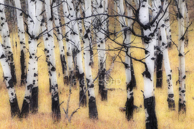 Березовые стволы в золотом лесу осенью — стоковое фото