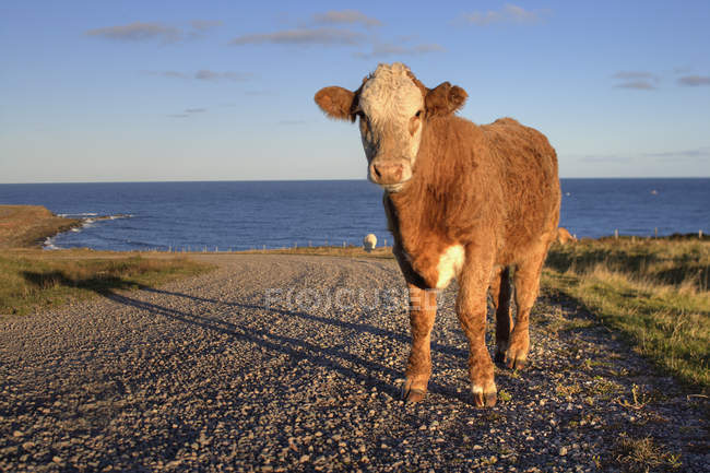 Корова в солнечном свете на острове Четикамп в Новой Шотландии, Канада — стоковое фото