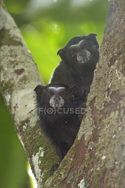 Tamarins em sela sentados em árvore, Peru — Fotografia de Stock