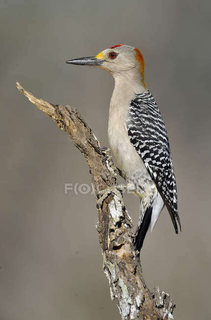 Golden-fronted woodpecker perched on branch. — Stock Photo
