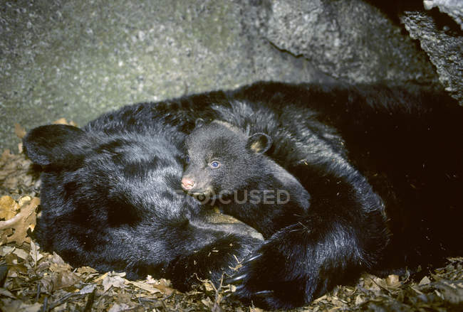 Черный медвежонок обнимается с медведицей в логове — стоковое фото