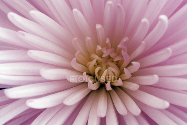 Dettaglio primo piano del fiore di crisantemo, cornice completa — Foto stock