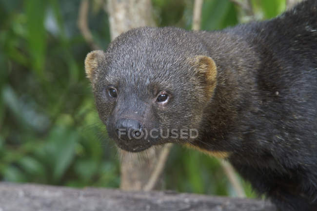 Tayra omnivorous animal from weasel family, close-up — Stock Photo