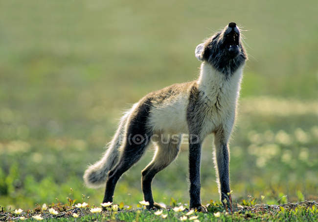 Arctic fox in summer pelage howling in green meadow with flowers. — Stock Photo