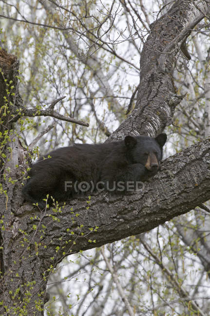 Американский черный медведь отдыхает на большой ветке деревьев в Спящем гигантском провинциальном парке, Онтарио, Канада — стоковое фото