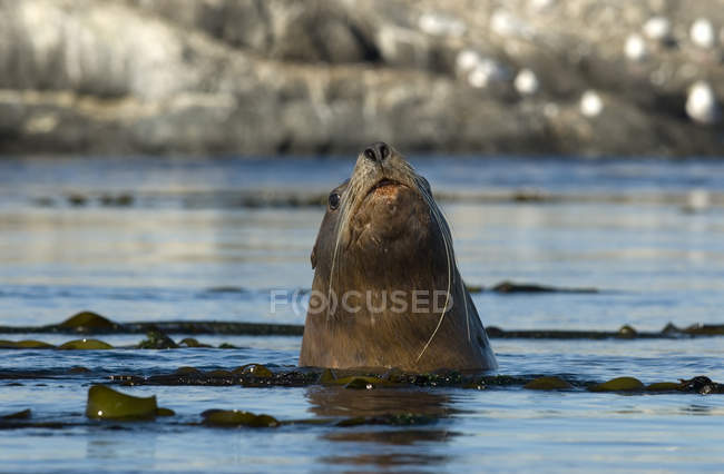 Steller mare leone nuotare alle isole del Golfo in Canada . — Foto stock