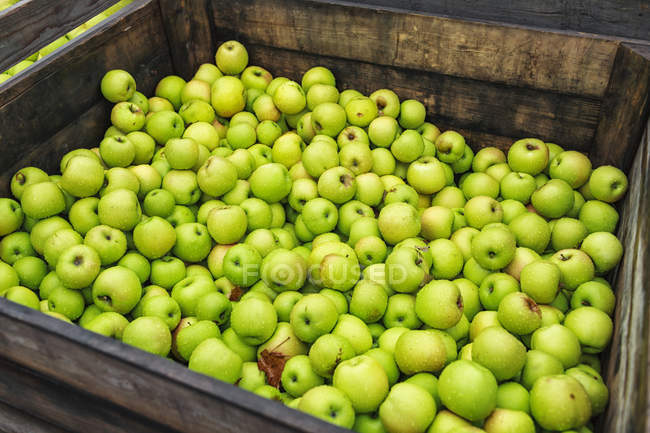 Oma schmied Äpfel in Holztonne auf dem Wochenmarkt. — Stockfoto