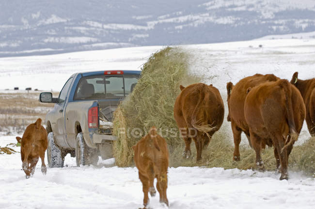 Red angus cows following bale of hay unwinding from lifter in pickup truck at ranch, Alberta, Canada. — Stock Photo