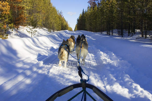 Rear view of dogs pulling sled on woodland road in Cariboo region of British Columbia, Canada — Stock Photo