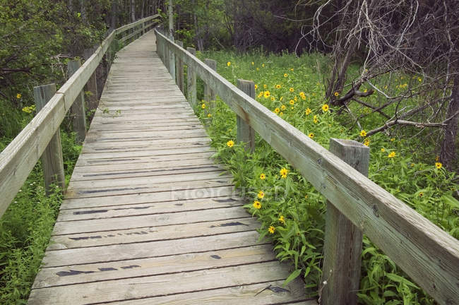 Marsh wooden boardwalk at Cave and Basin National Historic Site, Banff National Park, Alberta, Canada — Stock Photo