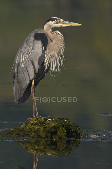 Great blue heron bird standing on rock in water, side view. — Stock Photo