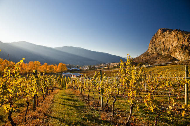 Campos de vinhedos outonais em Okanagan Falls, Okanagan Valley, British Columbia, Canadá . — Fotografia de Stock