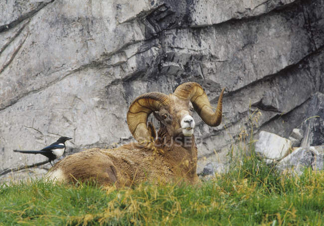 Magpie perched on bighorn ram in Calgary, Alberta, Canada. — Stock Photo