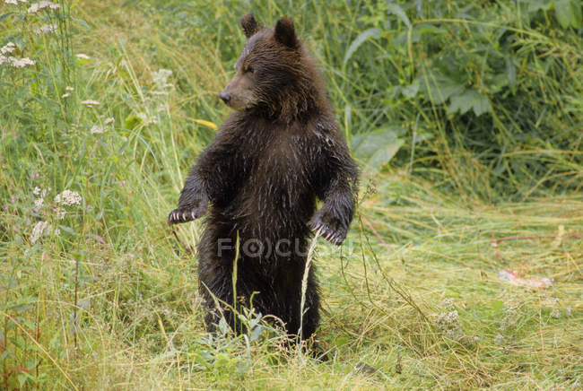 Juvenile grizzly bear standing on hind legs on meadow in Alaska, United States of America. — Stock Photo