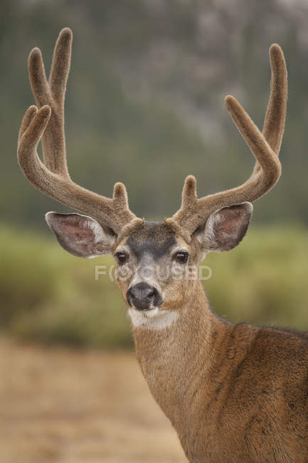 Close up shot of mule deer looking at camera — Stock Photo
