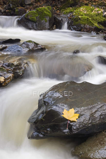 Foglia di acero sulla roccia nel torrente nei pressi di Kamloops, British Columbia, Canada. — Foto stock