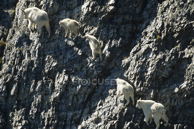 Vue aérienne des chèvres de montagne escaladant les montagnes Rocheuses, Alberta, Canada . — Photo de stock