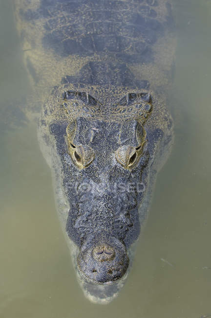 Mexican crocodile in river water of Coba, Quintana Roo, Mexico — Stock Photo