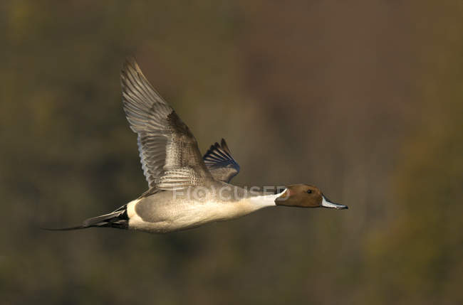 Canard pilet mâle volant dans les zones humides — Photo de stock