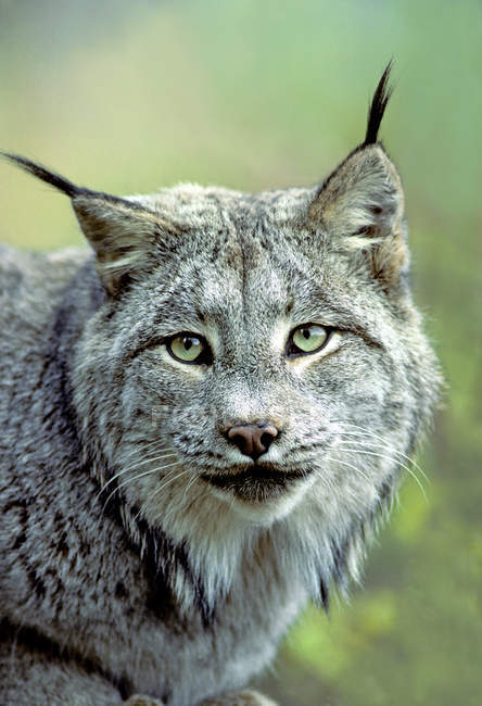 Канадський lynx, на відкритому повітрі фотографіях хтось дивитися вбік, портрет — стокове фото