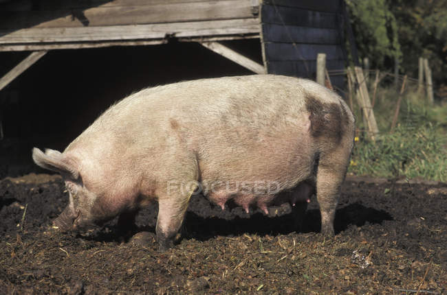 Alimentación de cerdas porcinas en barro de corral - foto de stock