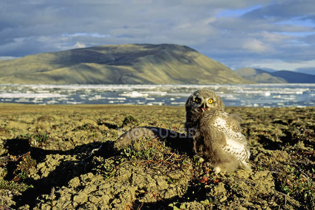 Fledgling snowy owl on nesting ground of Ellesmere Island, Arctic Canada — Stock Photo
