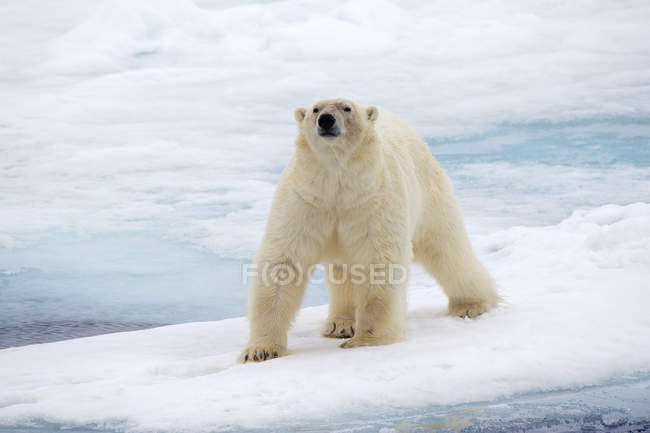 Orso polare che cammina su branco di ghiaccio dell'Arcipelago delle Svalbard, Artico norvegese — Foto stock