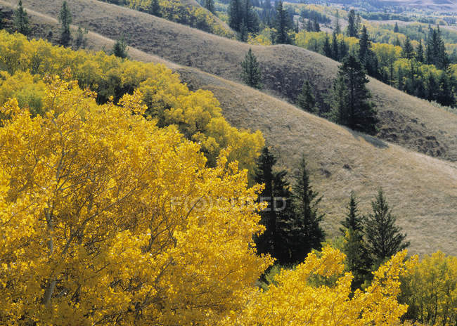Alberi in fogliame autunnale a Cypress Hills Interprovincial Park, Saskatchewan, Canada — Foto stock