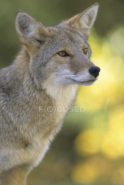 Coyote distoglie lo sguardo all'aperto, ritratto — Foto stock