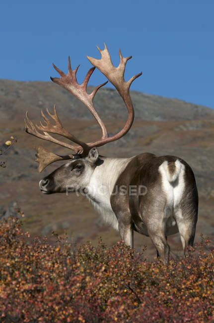 Безплідна земля bull Карібу з роги в осінній тундри в Denali National Park, Аляска, Сполучені Штати Америки — стокове фото