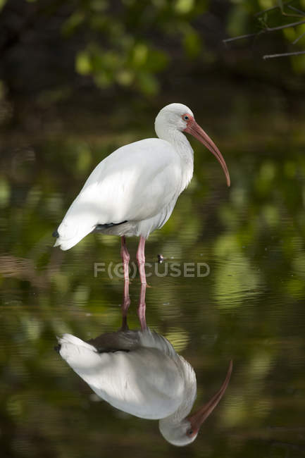 American white ibis vadear no lago com reflexão na água — Fotografia de Stock