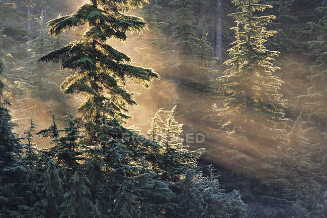 Rayons de soleil qui brillent dans les arbres du parc provincial Mount Seymour, Colombie-Britannique, Canada . — Photo de stock