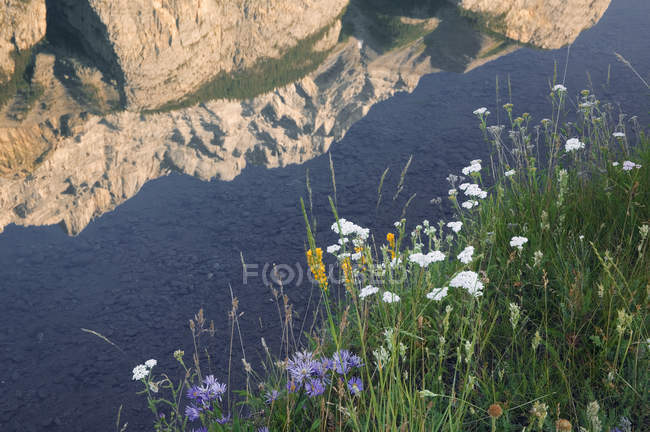 Flora Shoreline a Cascade Stagni e riflessione di Cascade Mountain, Banff National Park, Alberta, Canada — Foto stock