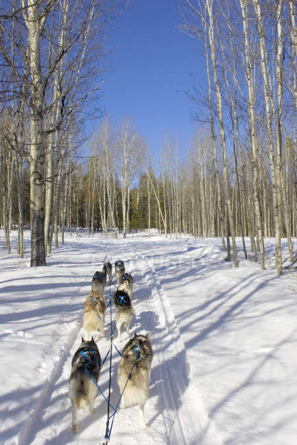 Vista trasera de perros en trineo por carretera forestal en la región Cariboo de Columbia Británica, Canadá - foto de stock