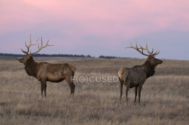 Wapitis al atardecer en pastizales altos del Parque Estatal Custer, Dakota del Sur, EE.UU. - foto de stock