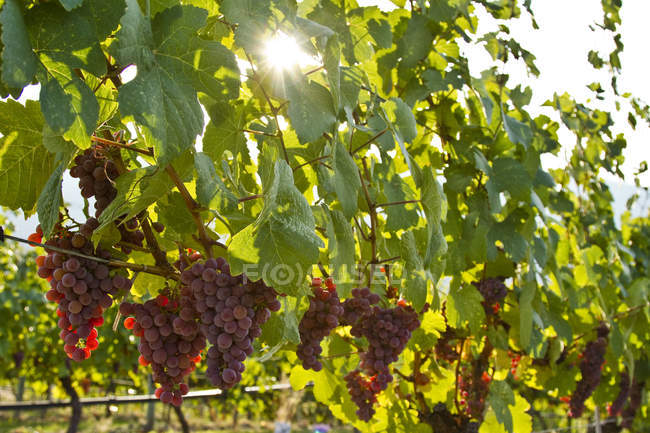 Reife Gewurtztraminer-Trauben wachsen im Weinberg mit Hintergrundbeleuchtung — Stockfoto