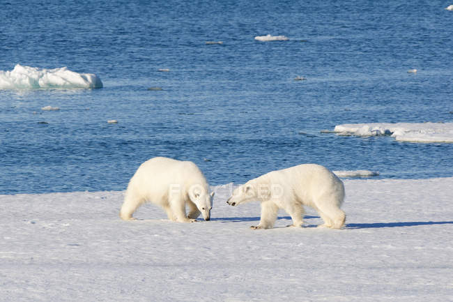 Полярні ведмеді, стоячи на крижані берега з Шпіцберген, Норвезька Арктики — стокове фото