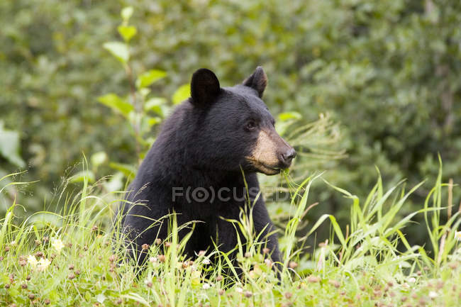 Американський Чорний ведмідь, їдять траву поблизу міста Стюарт в провінції Британська Колумбія, Канада — стокове фото