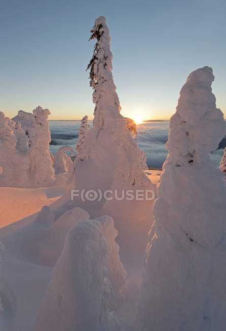 Fantasmas de nieve al amanecer en Sun Peaks Resort, región de Thompson Okangan, Columbia Británica, Canadá - foto de stock