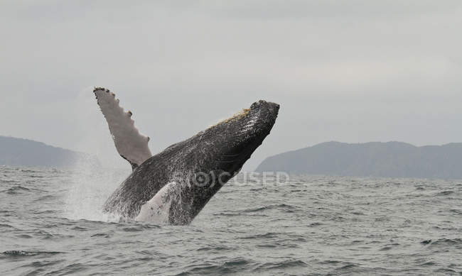 Humpback whale jumping from water at west coast of Ecuador — Stock Photo