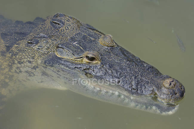 Mexican crocodile and fish in river water of Coba, Quintana Roo, Mexico — Stock Photo