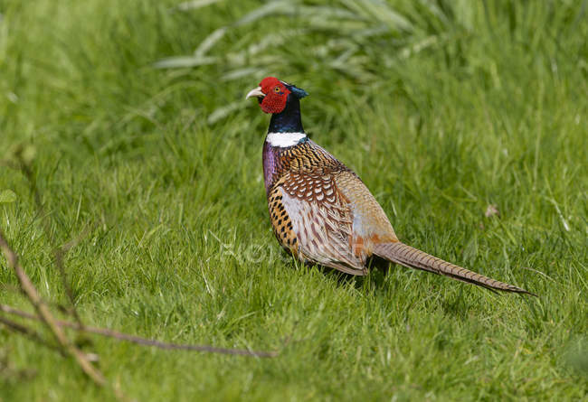 Male ring-necked pheasant standing in green grass. — Stock Photo