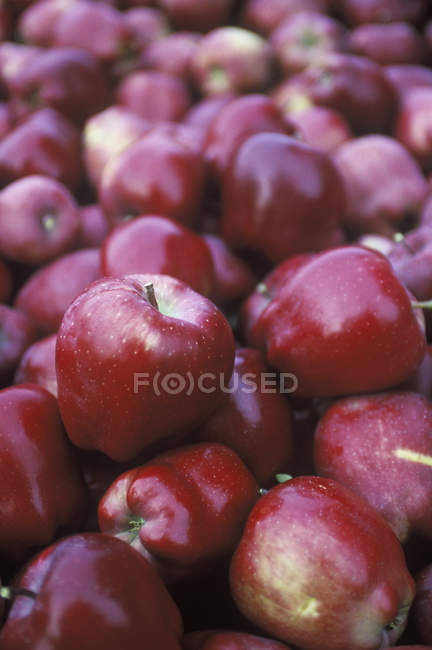 Pommes récoltées dans des caisses au verger, gros plan . — Photo de stock